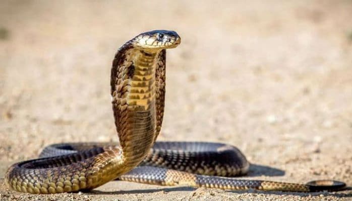 Hindistanlılar iki başlı mutant kobraya ibadət edirlər