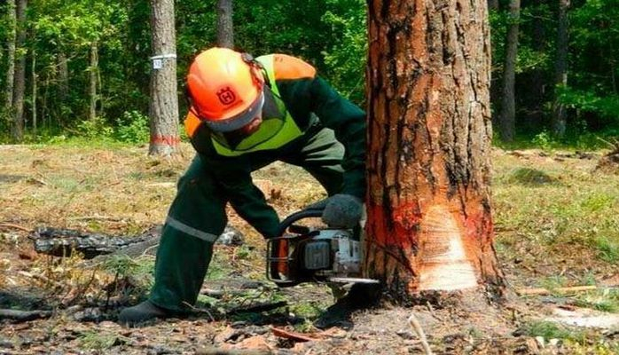 В Азербайджане возбуждено уголовное дело против лесничего