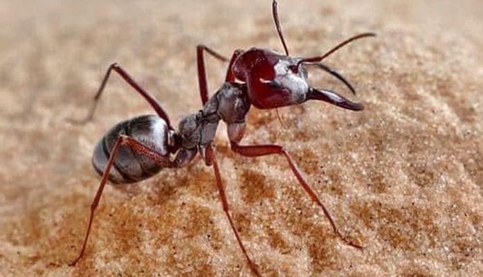 Dünyanın ən sürətli qarışqası