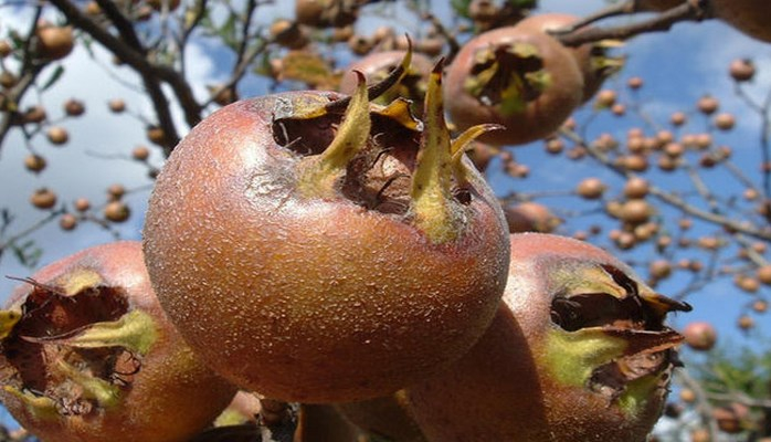 Əzgil bu xəstəliklərə dərmandır