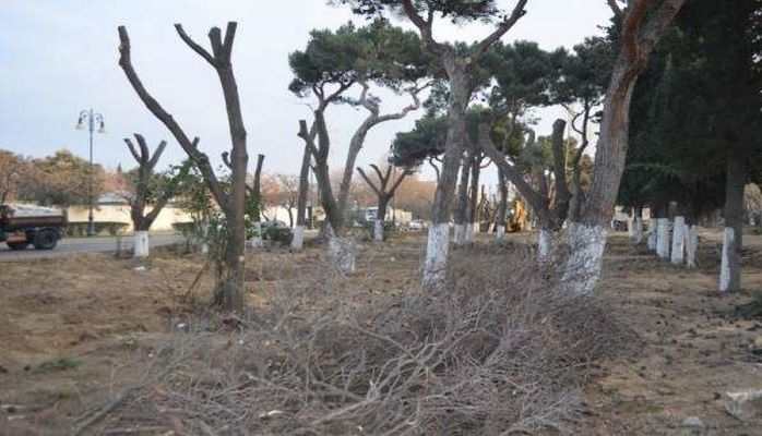 В парке Ататюрка вырубают деревья