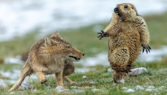 Vəhşi təbiətin ən yaxşı fotoları seçildi