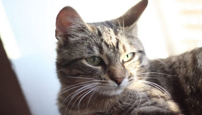 Ученые выявили неожиданную опасность кошек для человека в условиях пандемии COVID-19