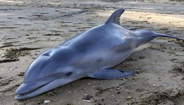 Aralıq dənizində delfinləri məhv edən virus aşkar olunub