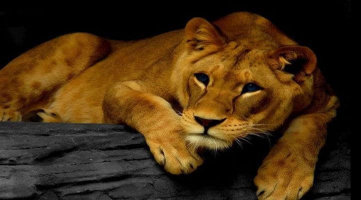 Zooparkdan qaçan cavan şir insanları heyrətləndirdi