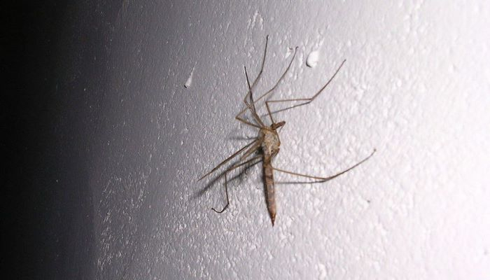 Malyariya ağcaqanadlarını məhv edən göbələk yaradılıb