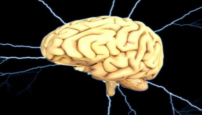 Ученые научились выращивать мини-мозги