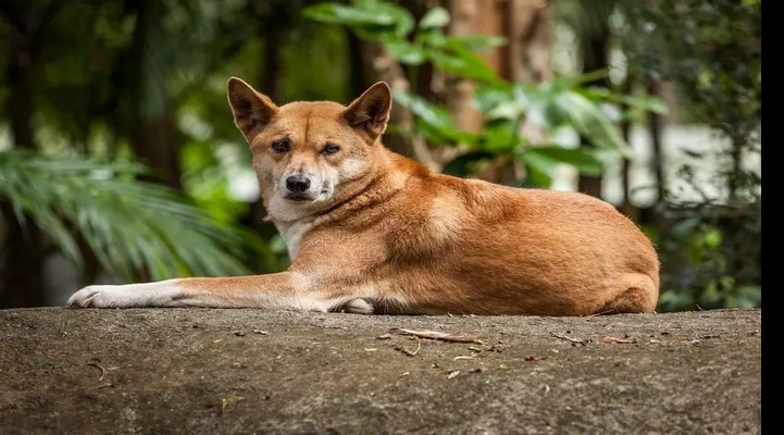 Ученые выяснили, что дикие собаки способны понимать жесты людей
