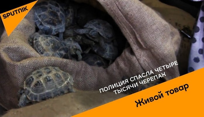 Полиция спасла четыре тысячи черепах
