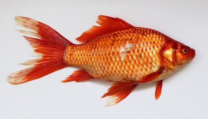Ученые: изучение диапаузы рыб поможет в разработке методов борьбы со старением.