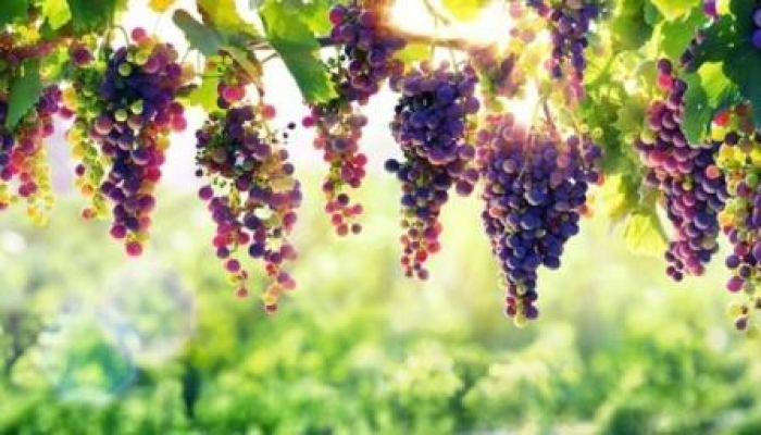 Üzüm qabığının inanılmaz faydası: Xərçəngin qarşısını alır