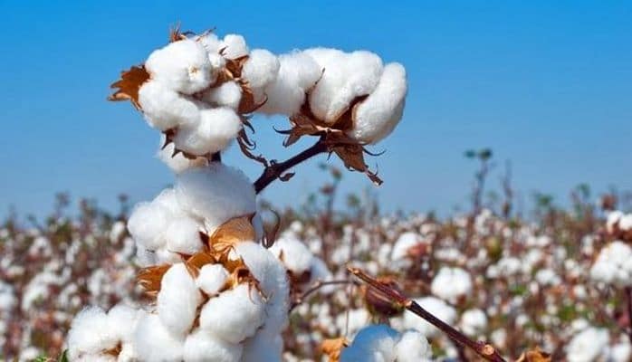 В Россию не пустили крупную партию хлопка из Азербайджана