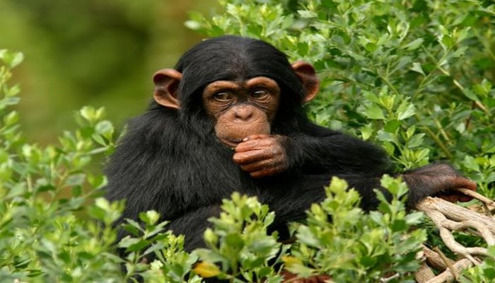 Шимпанзе получают стресс при возникновении конкуренции.
