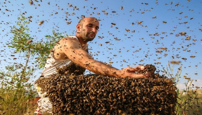 Vanlı Abdulvahap üzerine 10 kilogram arı topladı