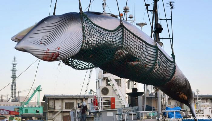 Yaponiya balinaları müdafiə etməkdən vaz keçdi