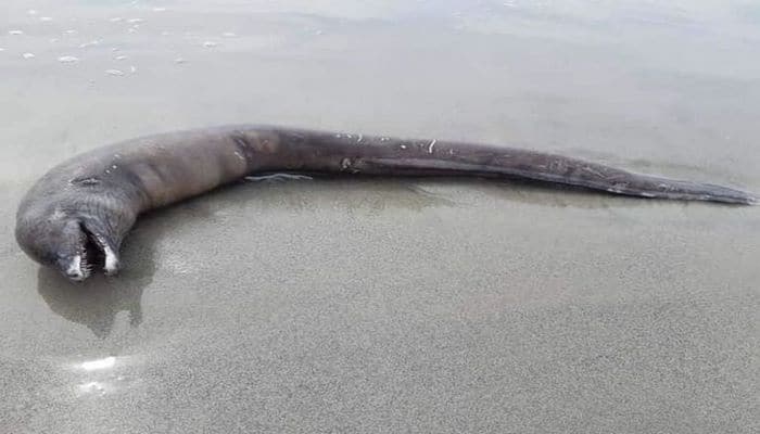 На пляже в Мексике нашли необычное существо