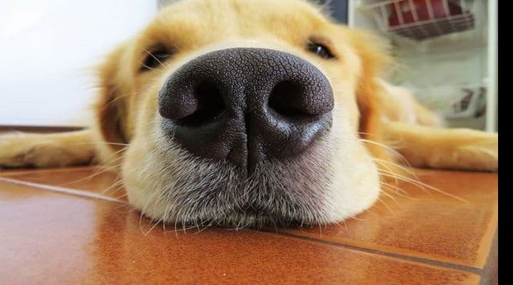 Собака спасла женщину от китайского коронавируса