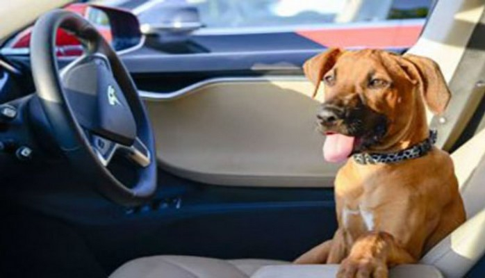 Автомобили Tesla получили режим для собак