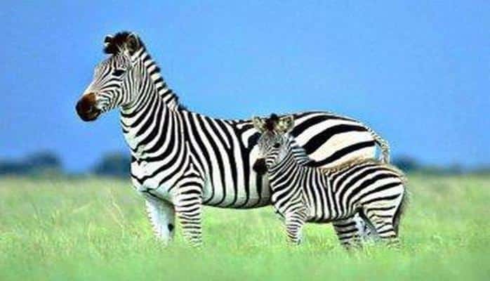 Ученые выяснили, что зебры используют полосы для контроля температур