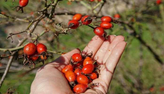 Ötən il Azərbaycan meşələrindən 60 ton meyvə, ağac və kol toxumları yığılıb