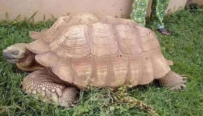 Ən yaşlı tısbağa öldü - 344 yaşında