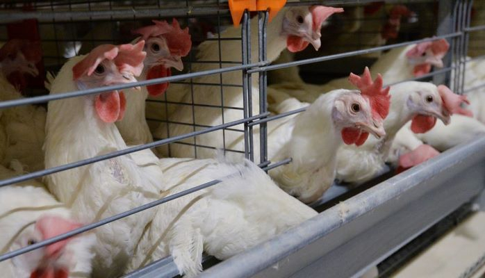 Diri toyuq satışının qadağan edilməsi mümkün oacaqmı?