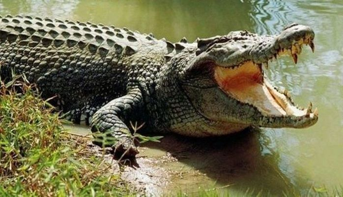 Подросток вырвал сестру из пасти крокодила и спас ей жизнь