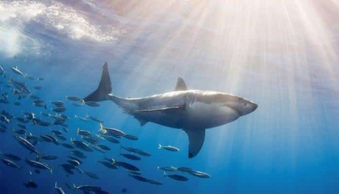 Столкновение между морской черепахой и белой акулой трагически для акулы