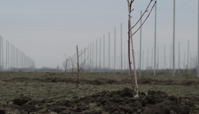 Azərbaycanda ilk dəfə Qubada “ağıllı bağ” yaradılır