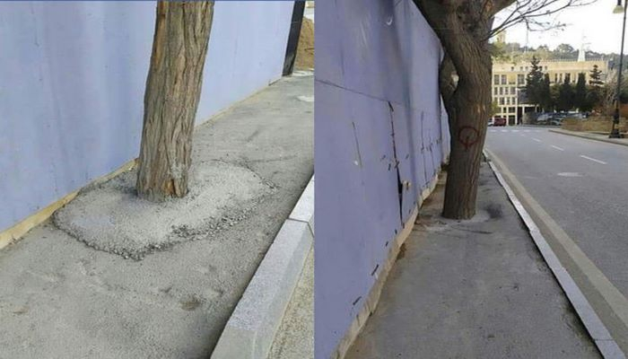 Bakıda ağacların kökünə beton tökdülər