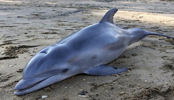В Средиземноморье пришел вирус, убивающий дельфинов