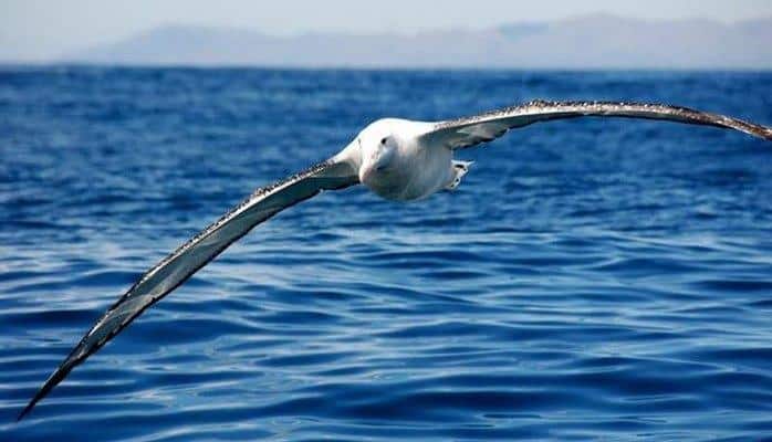 Альбатросов используют для ловли браконьеров