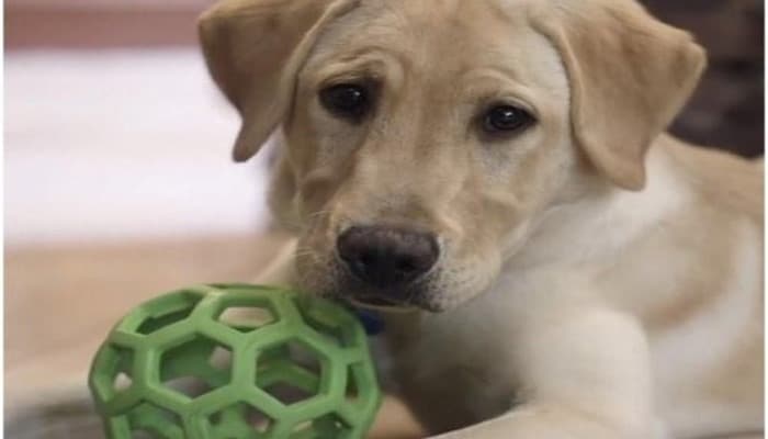 Клонированный лабрадор сохранил повадки своего донора