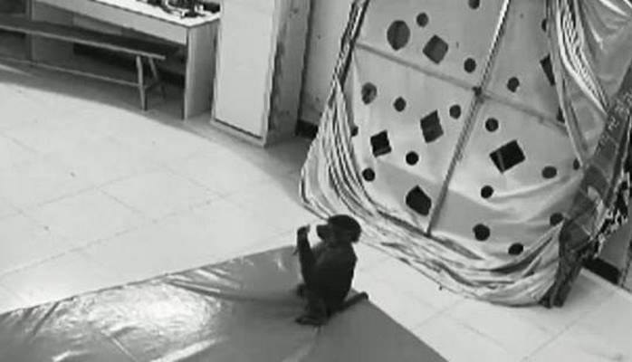 Çində meymun baxıcısının telefonu ilə sifariş verdi