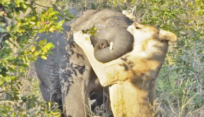 Şir ac balalarına görə filə hücum etdi