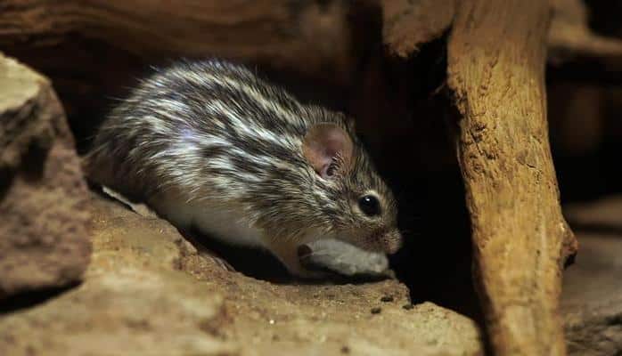 Ученые из Испании используют мышей для определения загрязненности воздуха