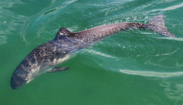 НАТО обвинили в массовом уничтожении морских свиней