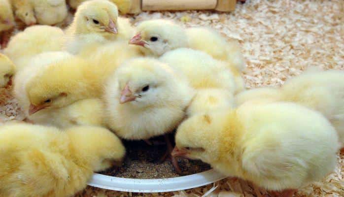 Живых цыплят выбросили в мусорку в Баку