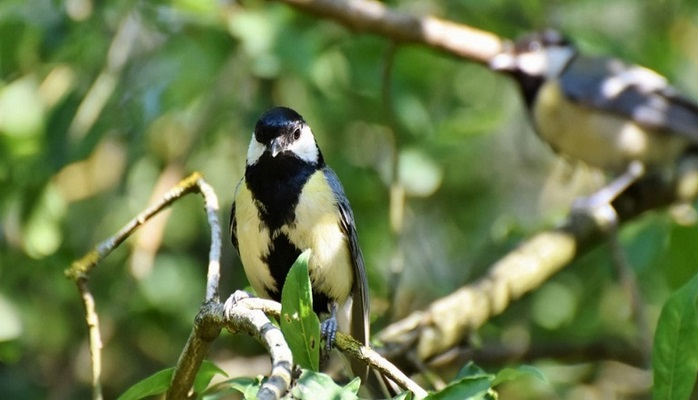 Ученые объяснили, почему птицы превращаются в жестоких убийц
