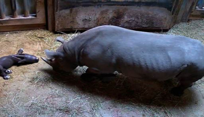 Çikaqoda 'Qırmızı kitab'a düşmüş nadir qara kərgədan doğulub