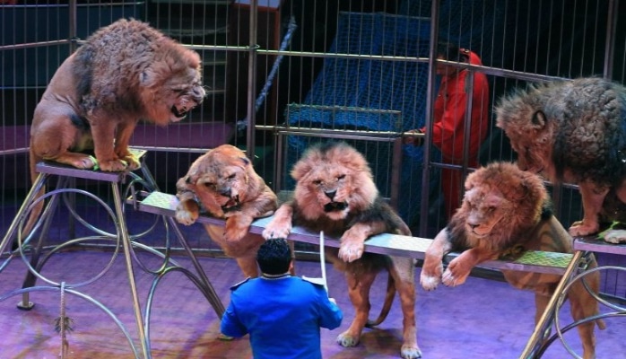 Bu ölkədə sirklərdə heyvanlardan istifadə etmək qadağan edildi