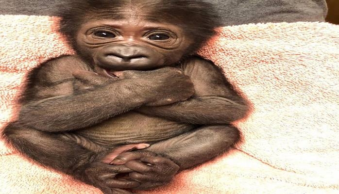 В американском зоопарке родилась редкая горилла