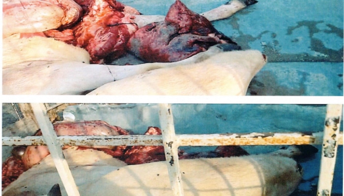 В Агдаме найдено 120 кг непригодного к употреблению мяса