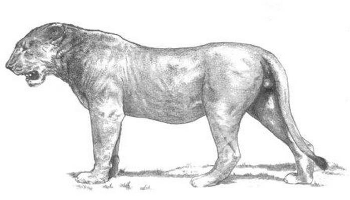 Ученые обнаружили кости пещерного льва на севере Западной Сибири