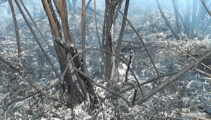 Yevlaxda adı "Qırmızı Kitab"a düşən yulğun kolları yanıb
