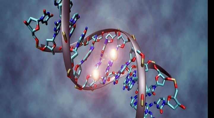 Обнаружен новый фундаментальный путь регуляции генов