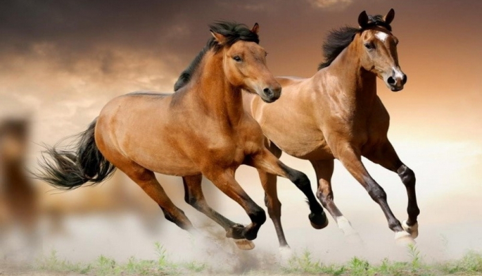 Ekspert: Milli at cinslərimiz maddi-mədəni tariximizin ən zəngin parçasıdır