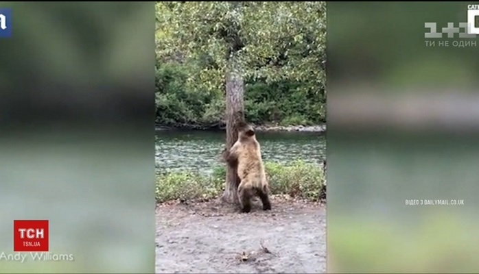 В Канаде засняли «танцующего» тверк медведя