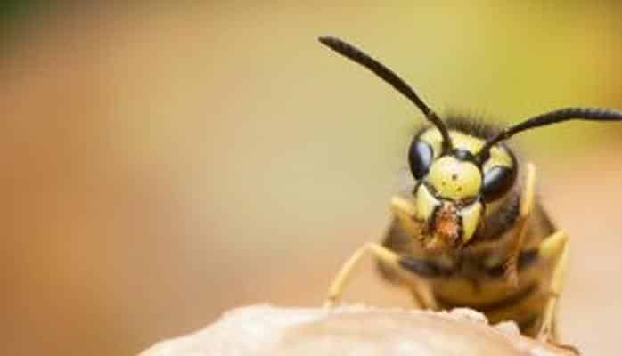 Alimlər eşşəkarısı zəhərindən yeni antibiotik hazırladılar