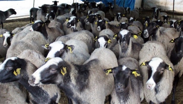 Dövlət Baytarlıq Xidməti fermerlərə müraciət edib